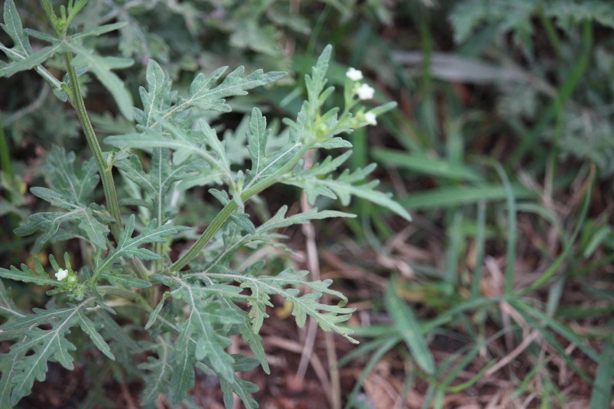 Parthenium hysterophorus L.